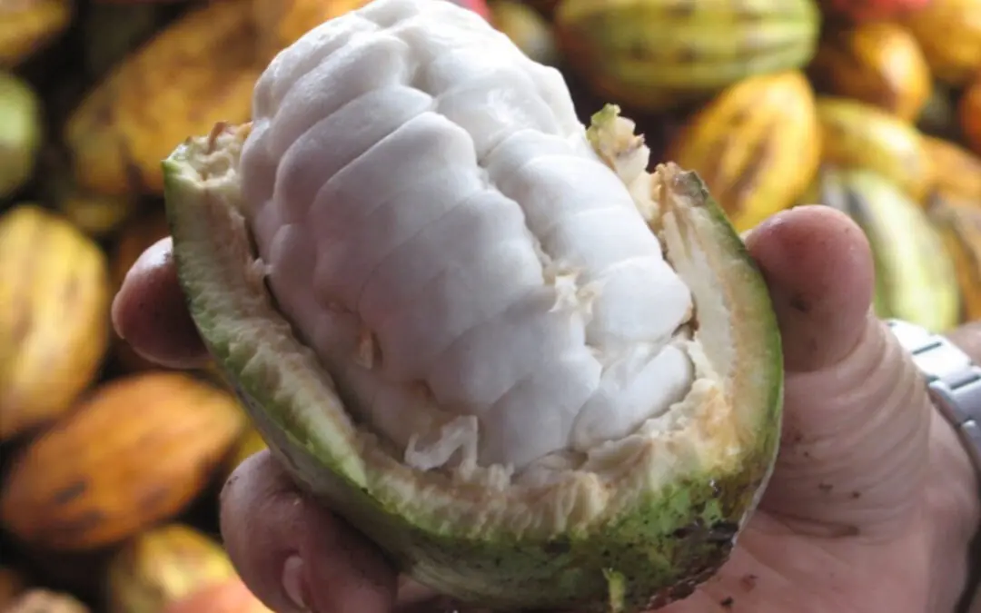 FVPP realiza Mutirão de Acesso a Direitos