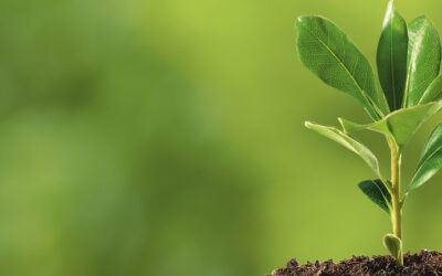 A voz dos Atingidos de Belo Monte: Desafios e Direitos