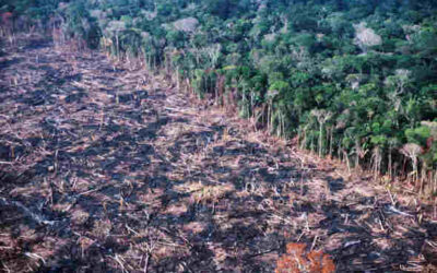 Nova tecnologia enxerga a destruição da floresta mesmo debaixo de chuva