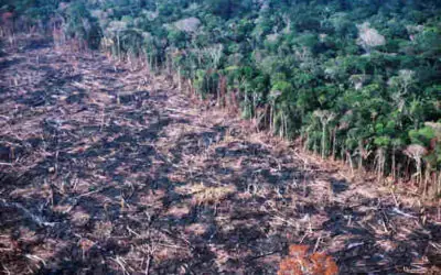 Nova tecnologia enxerga a destruição da floresta mesmo debaixo de chuva