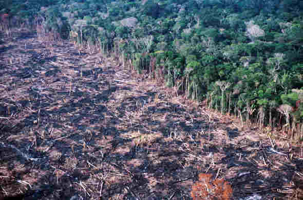 Nova tecnologia enxerga a destruição da floresta mesmo debaixo de chuva