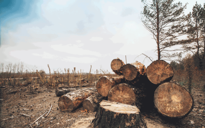 Pará é o estado com maior índice de desmatamento da Amazônia Legal